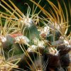 Austrocactus _philippii _05